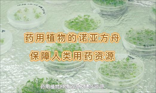 它是药用植物的诺亚方舟，即便面对“天灾人祸”，也不怕药没了